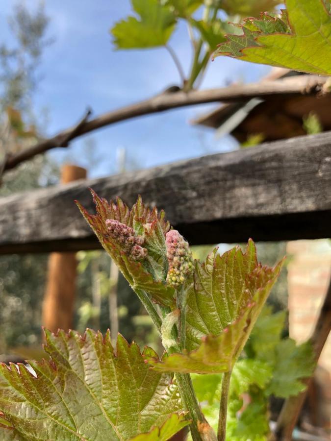 Agriturismo San Giusto Sovicille Esterno foto